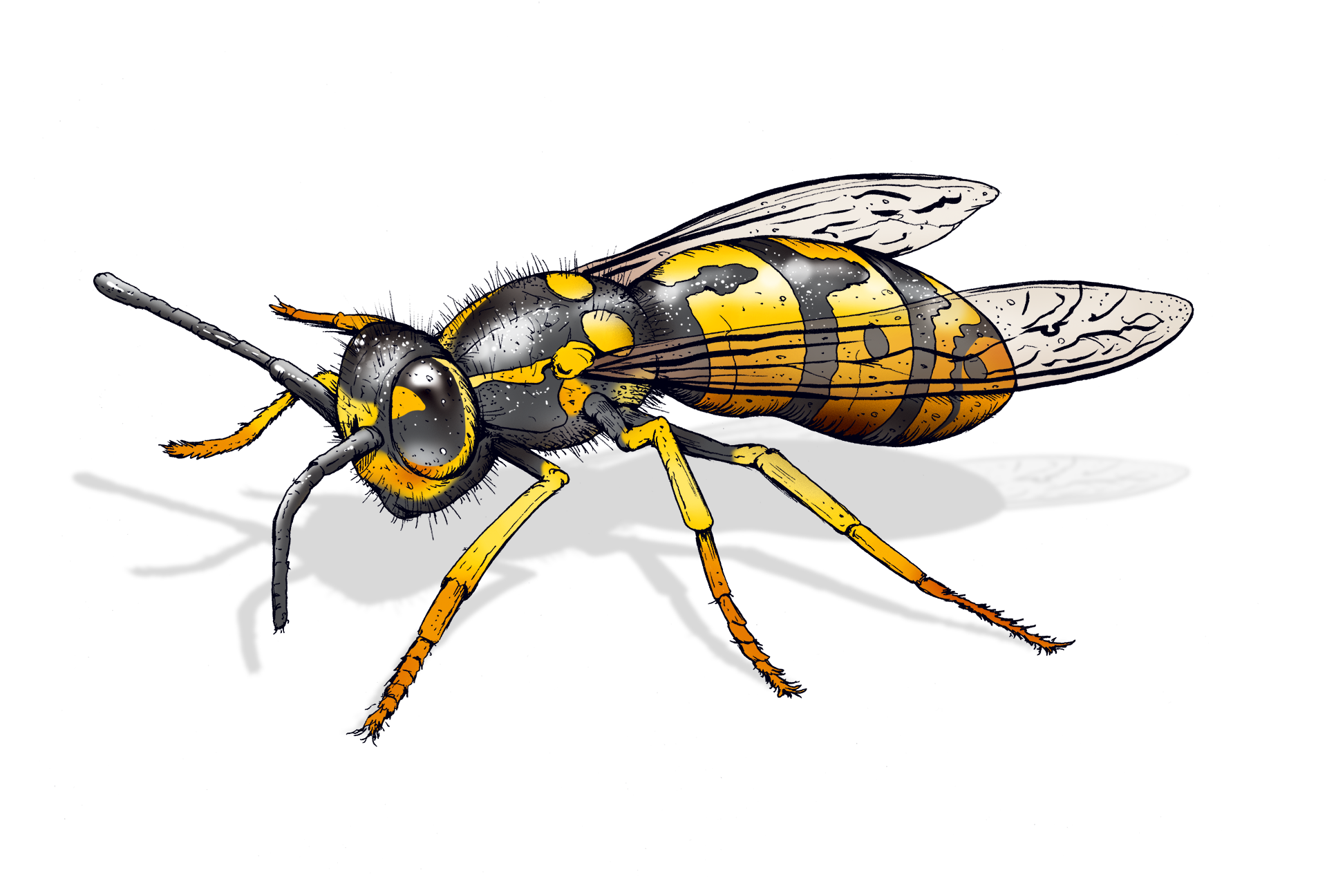 Wasp